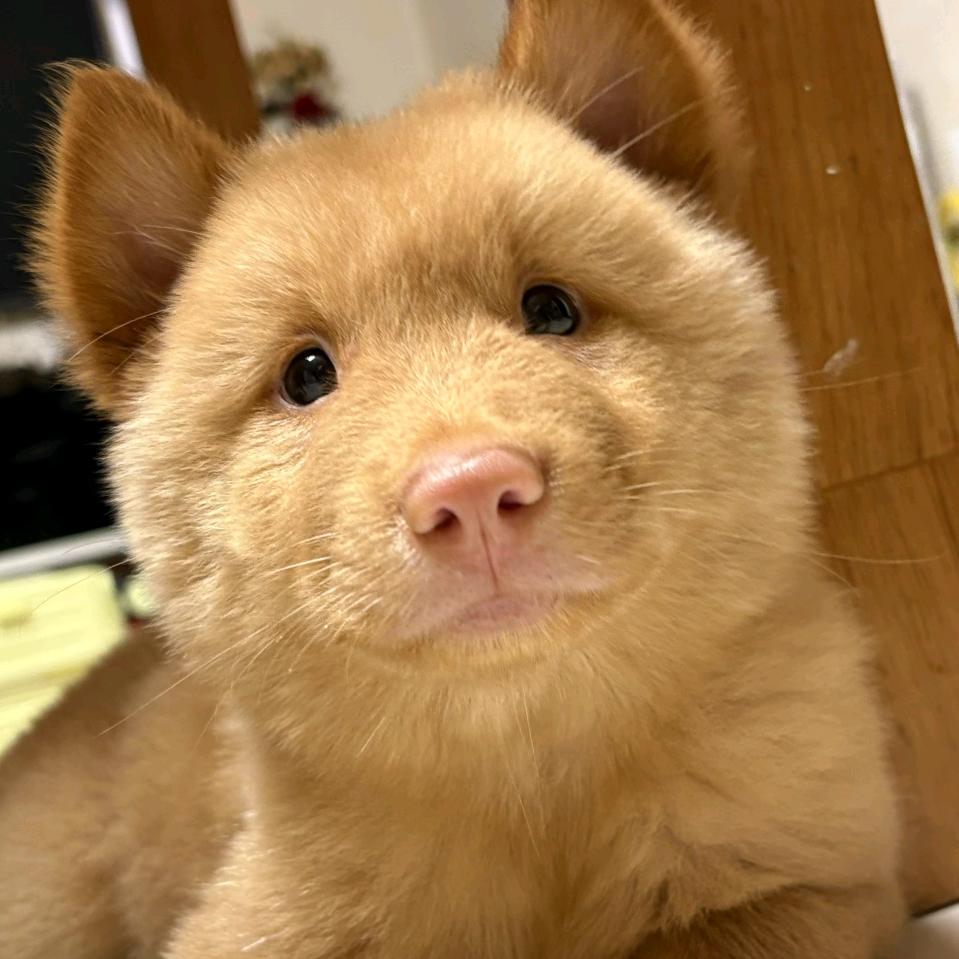 萌沁田园犬之家