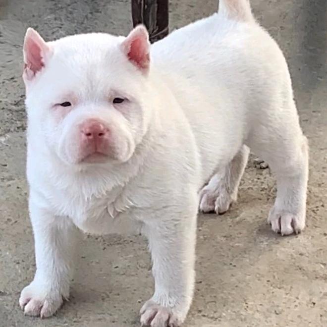 贵州下司犬小杨哥