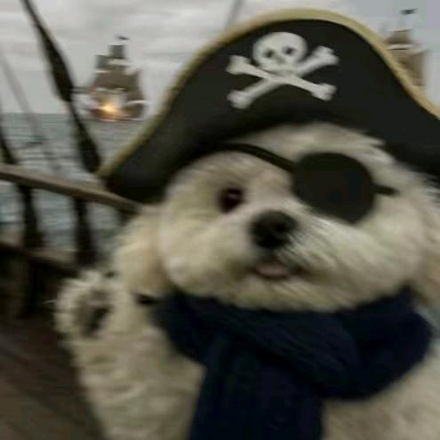 海盗比熊🏴‍☠️