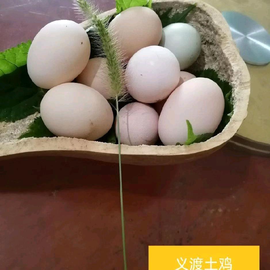 义渡土鸡