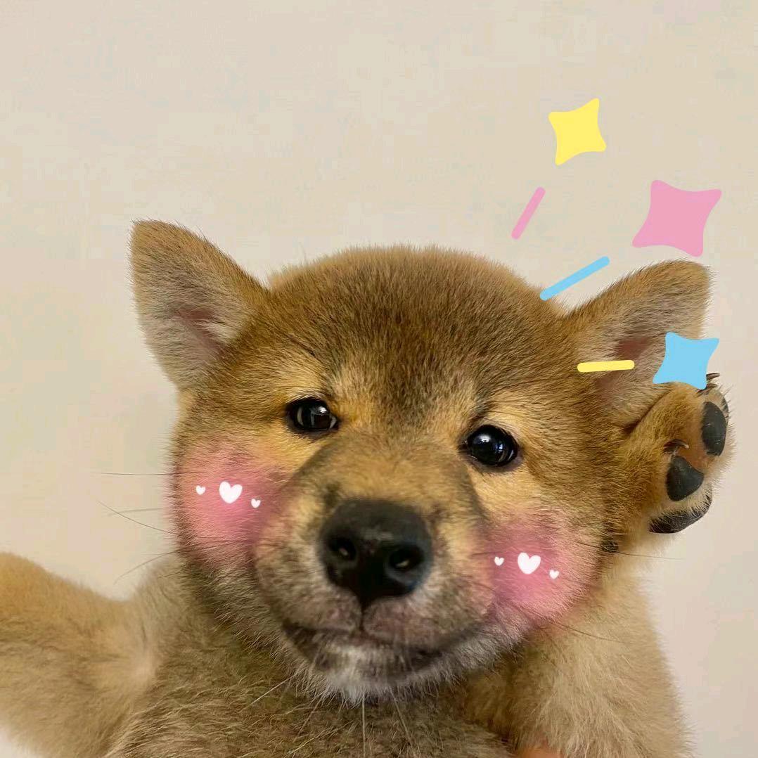 狗蛋宠物🥚福福小掌柜