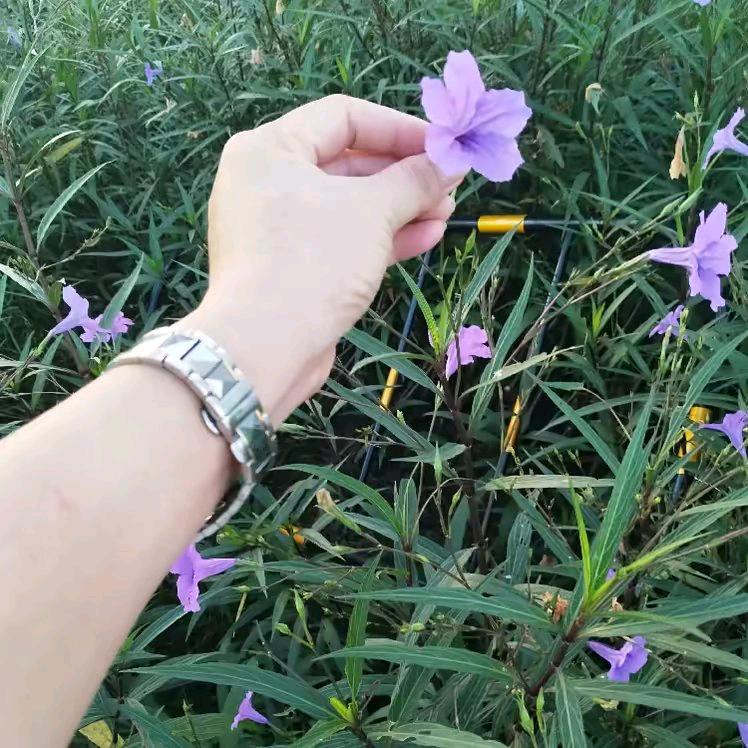 不再🌹为爱留🌹伤痕