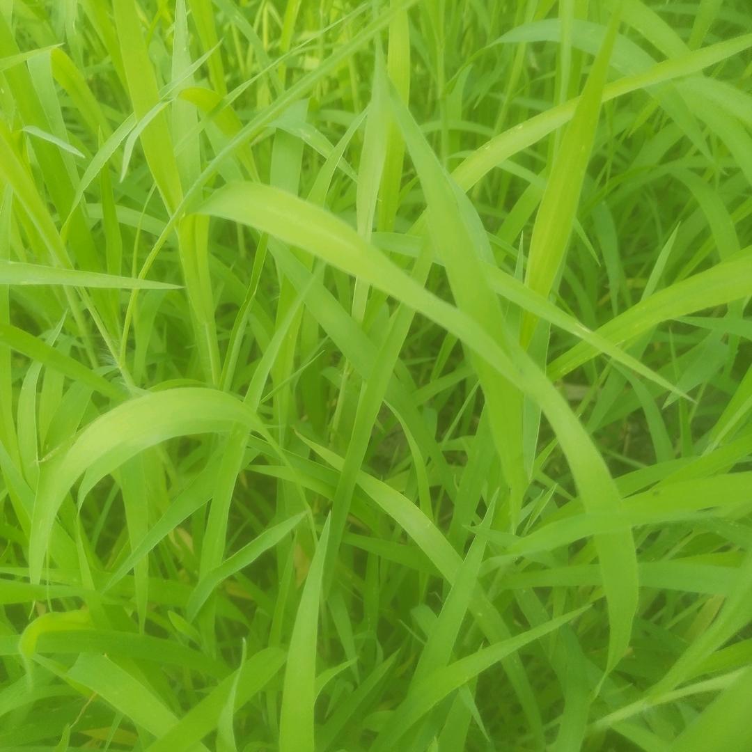 明天会更好