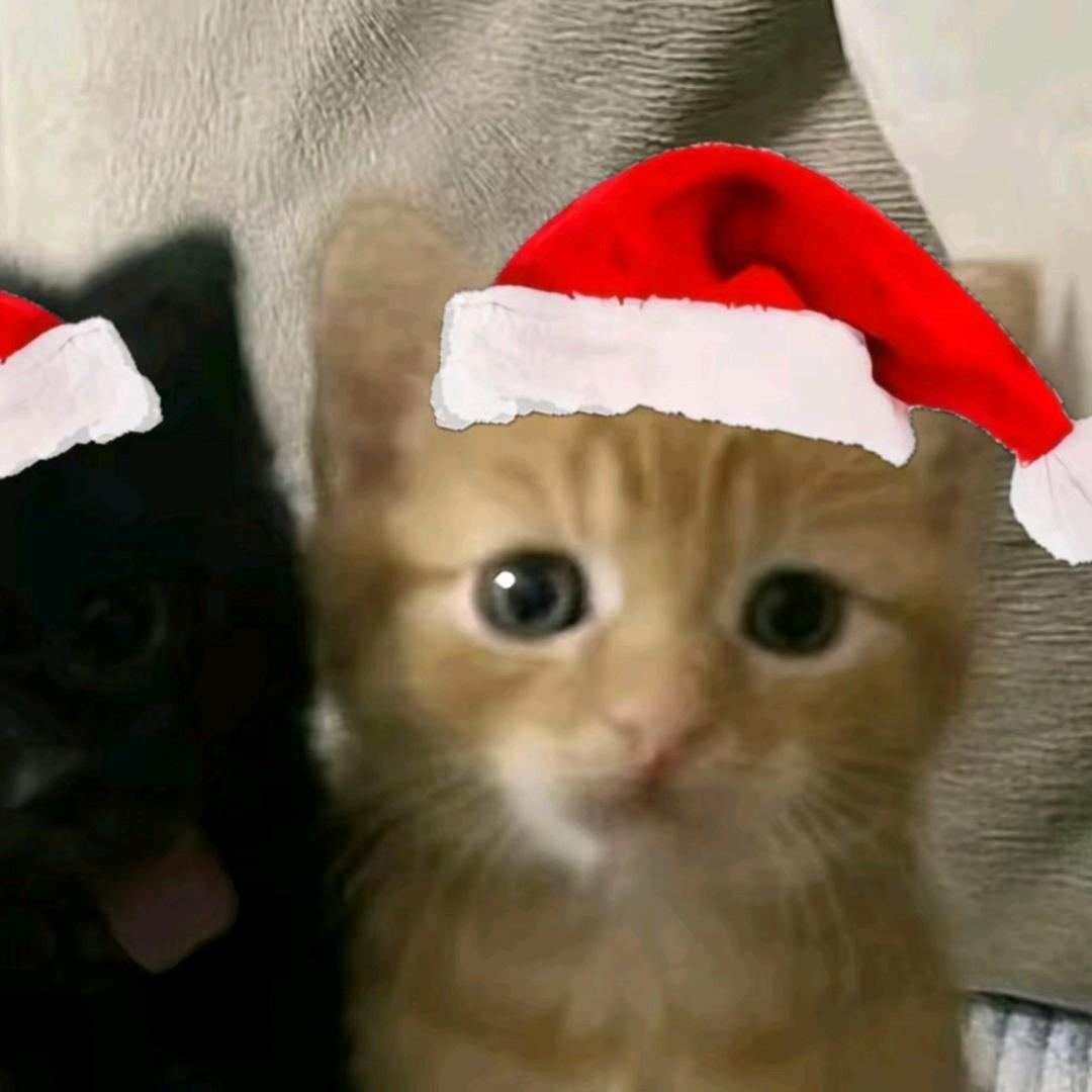 不可以熬夜呢喵