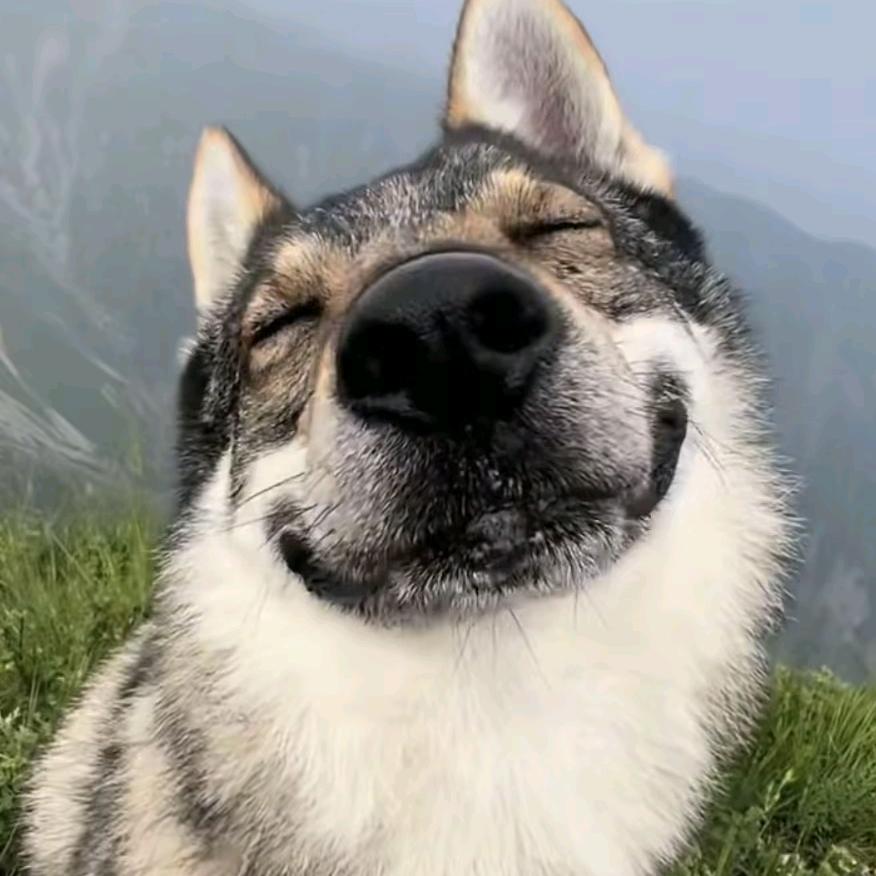 猫狗老大