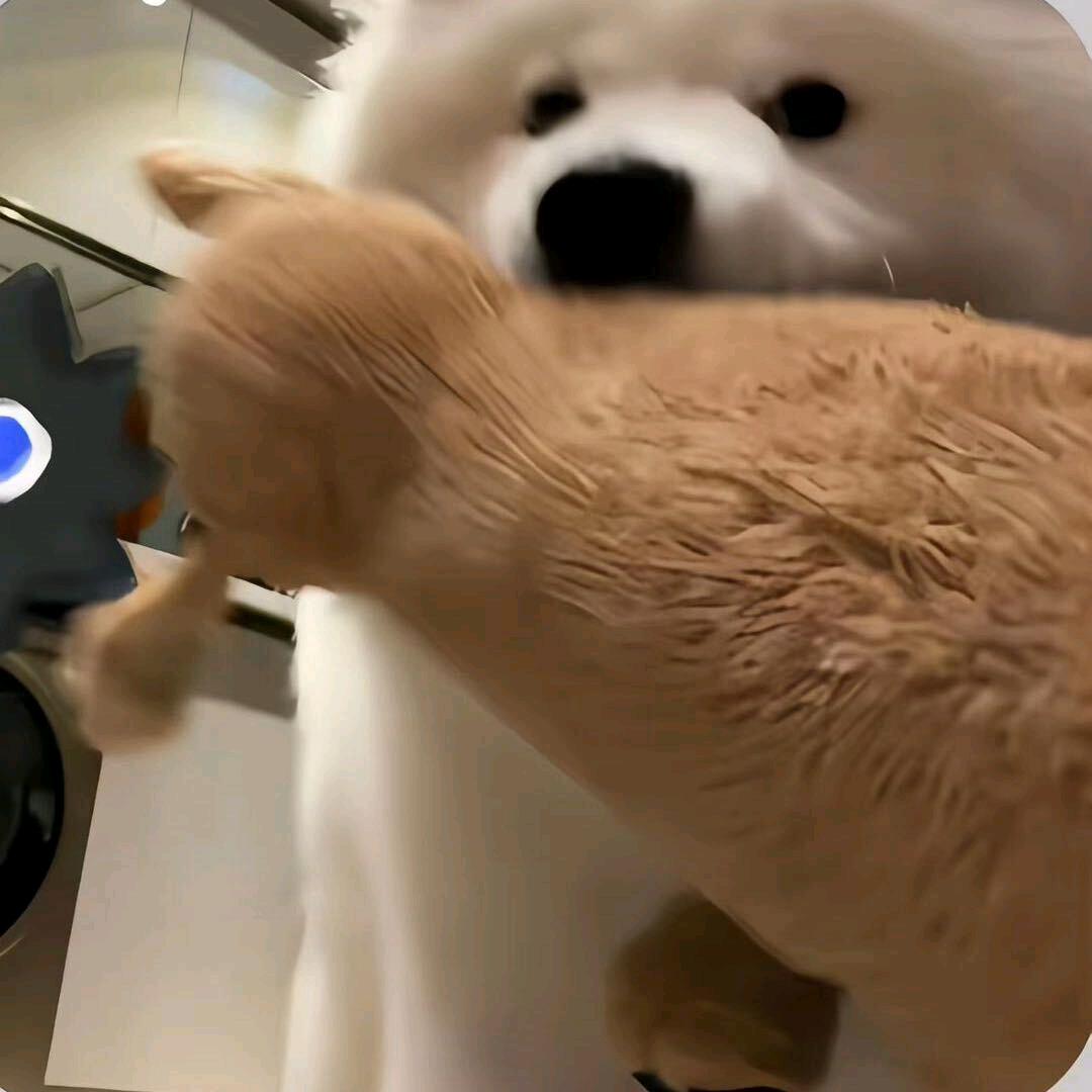 墨墨