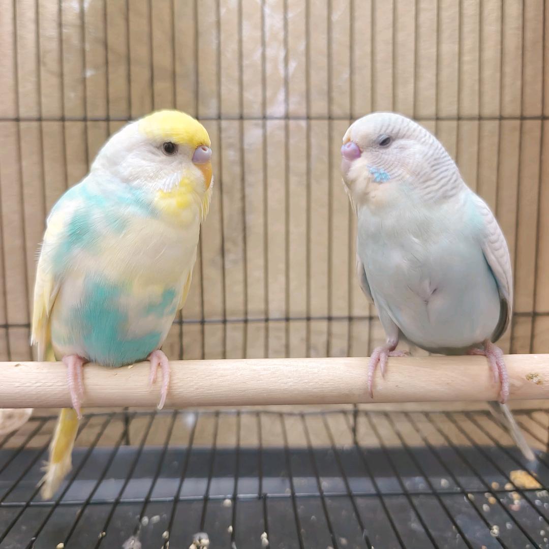 养鹦鹉的大叔✨