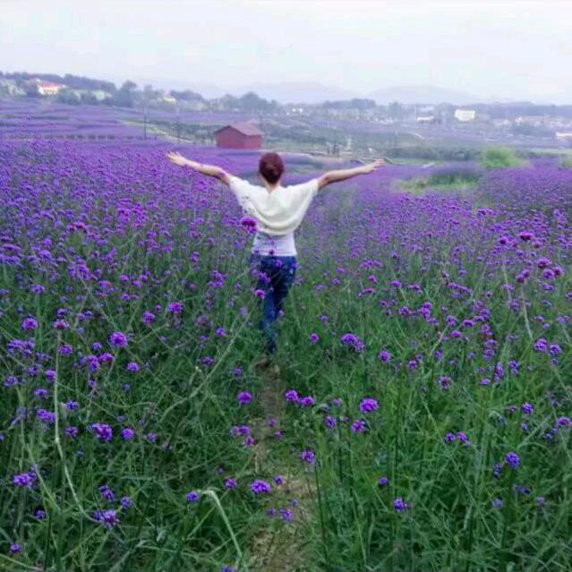 xy🌸🌷🌺