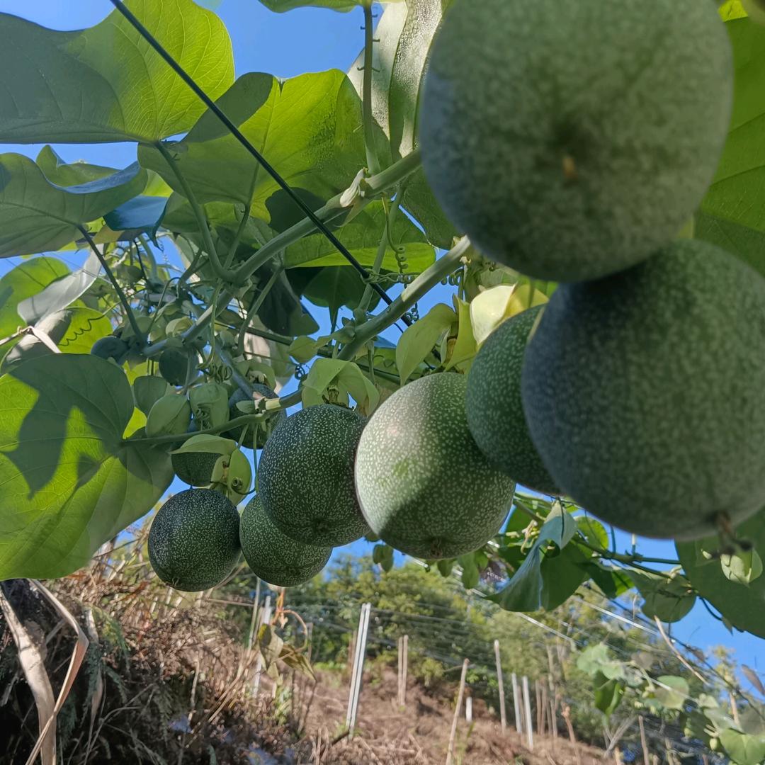 浪子啊云：热情果