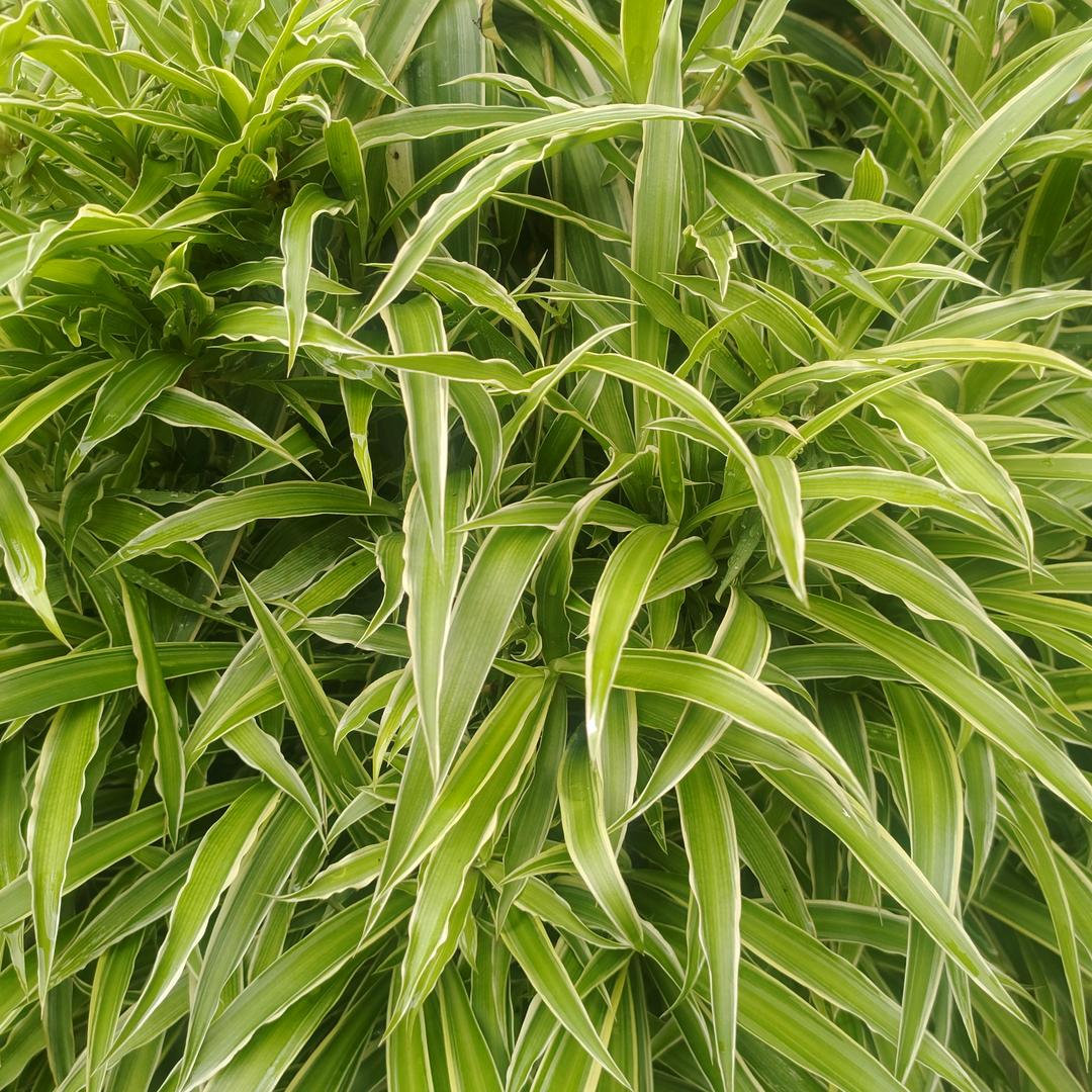 张姐，不定时给亲们分享日常