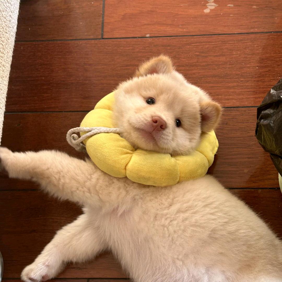 王多于才不多余