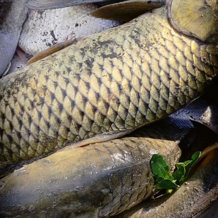 朱明银