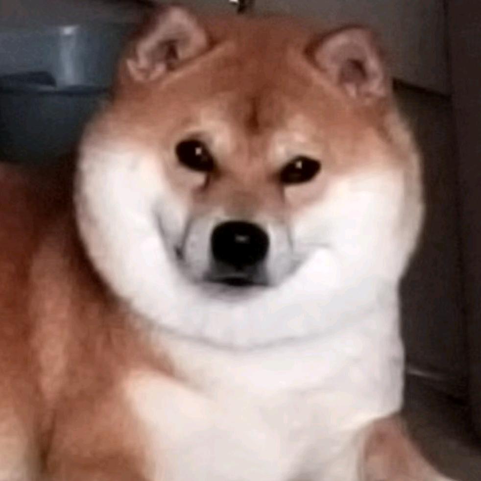 旺旺柴犬（批发）