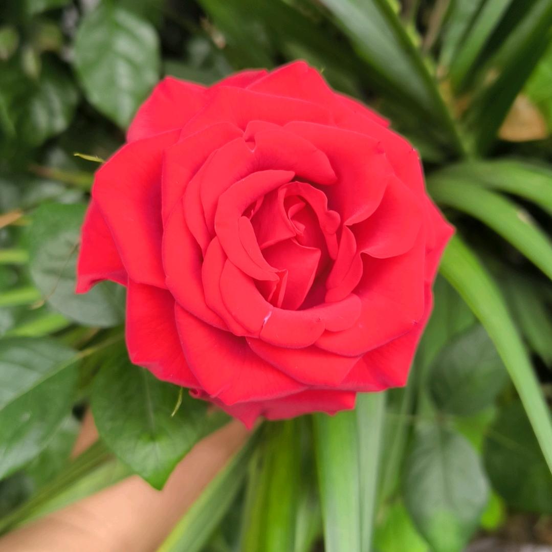 添酒外婆菜（阿牛）