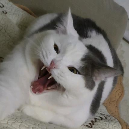 小猫豆瓣酱～