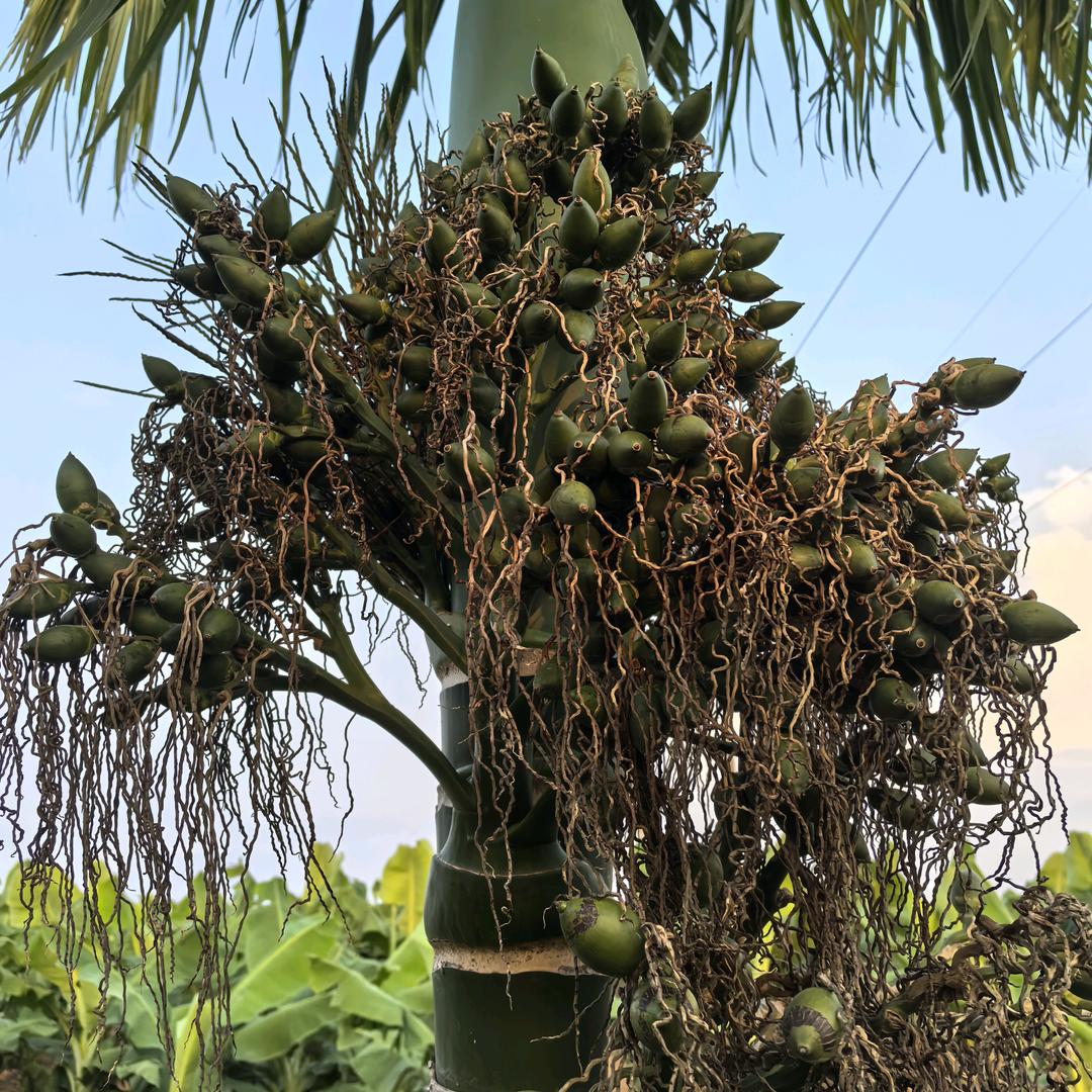 海南枫之恋农业有限公司