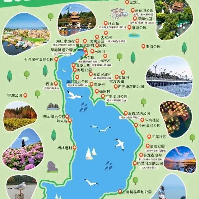 海鸥来啦66