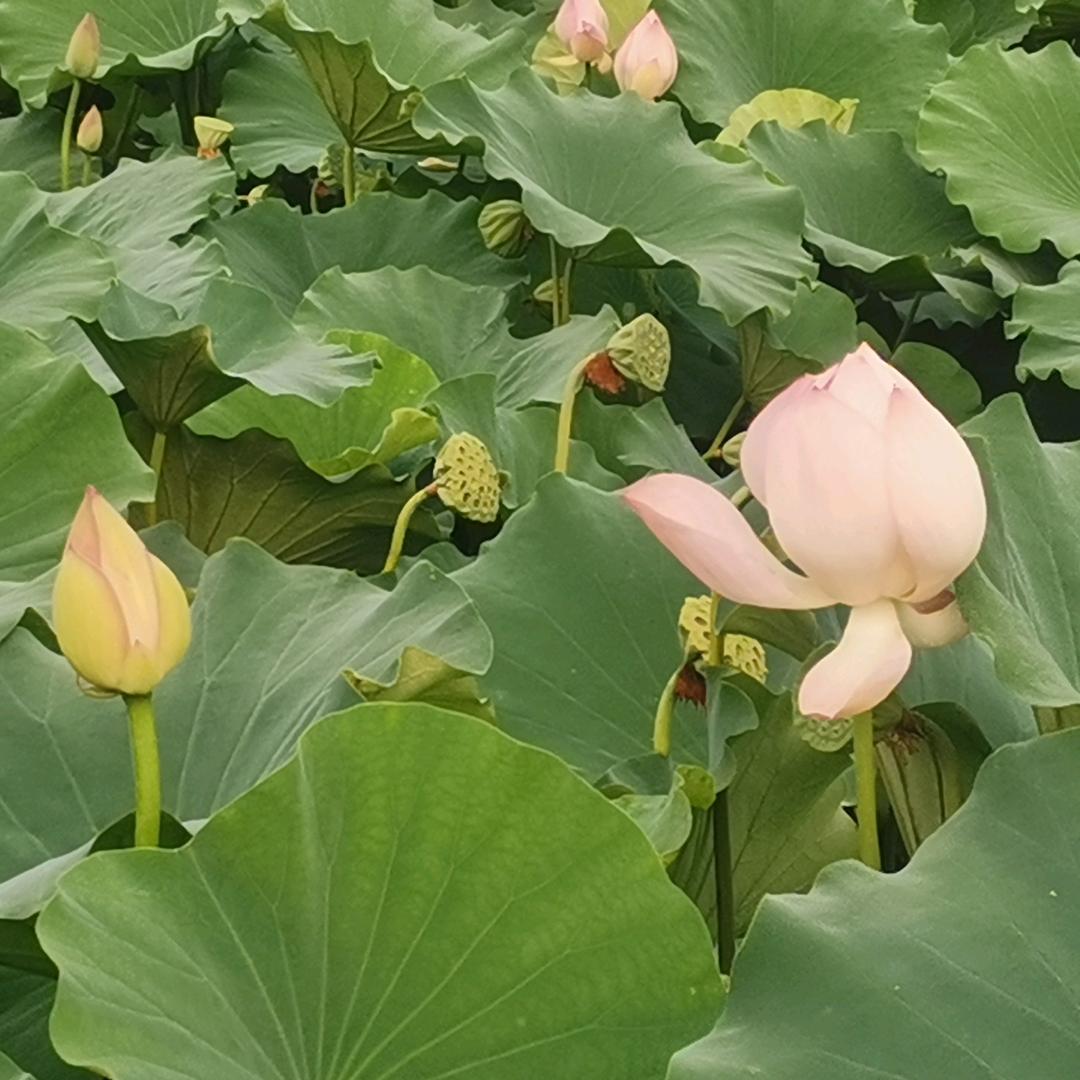澜老师头像