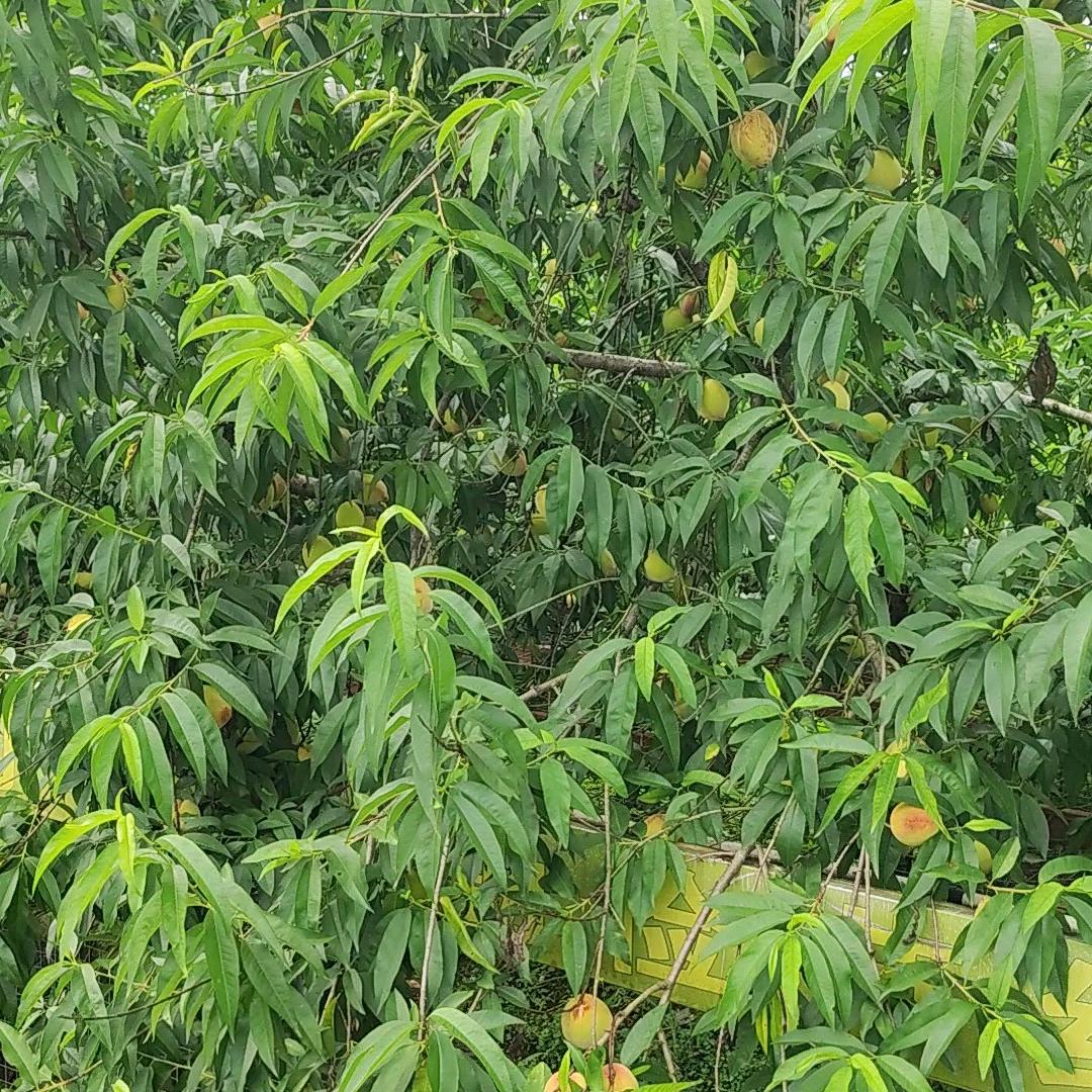 羊小宁