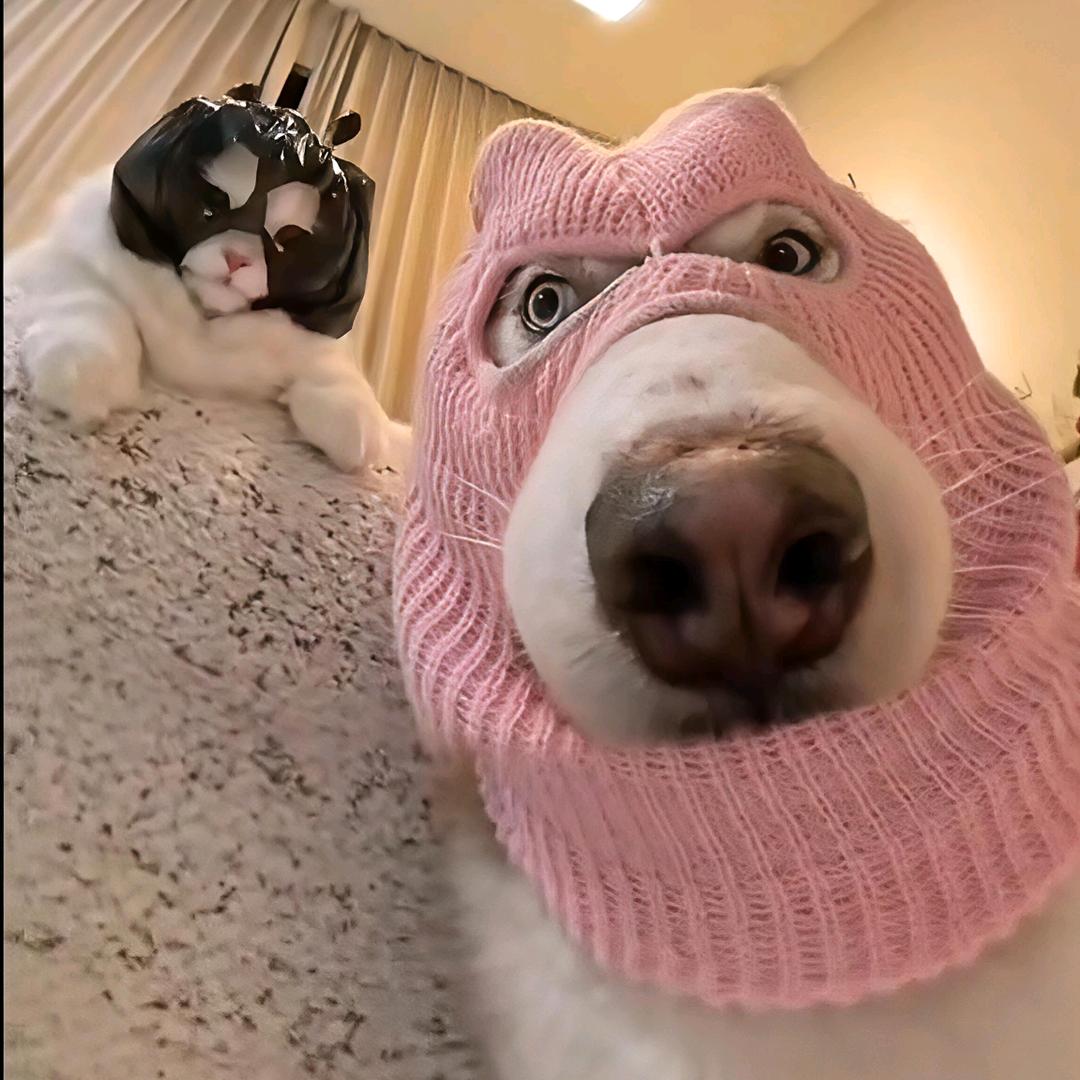 小咪🪻