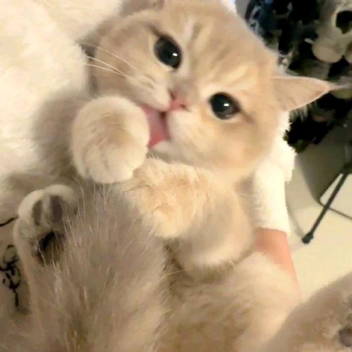 小鱼破晓