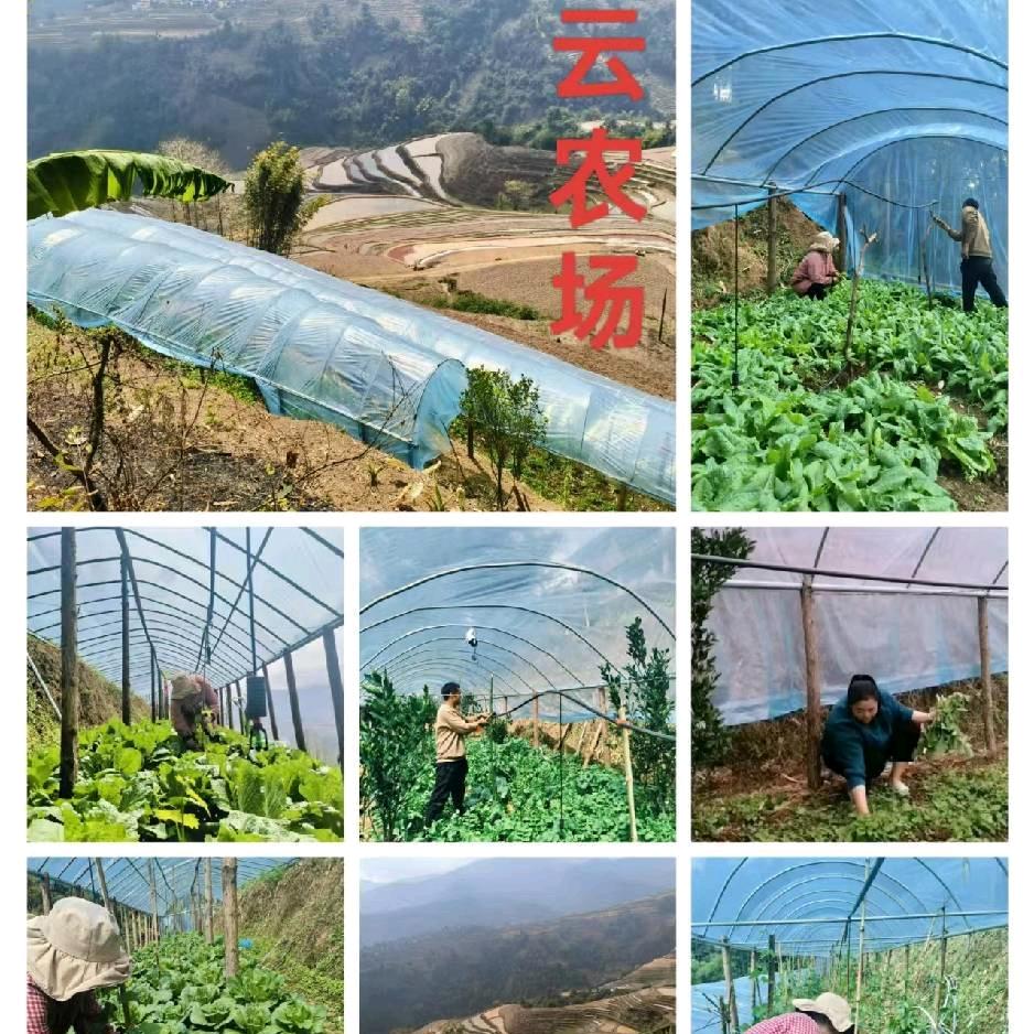 返乡创业农村大叔