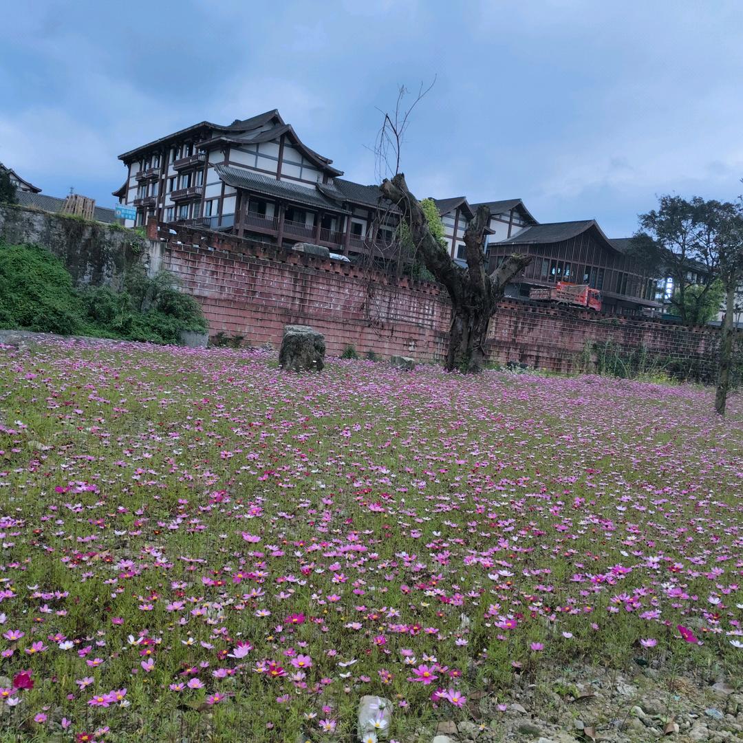 袁家小姐姐，87年的兔子