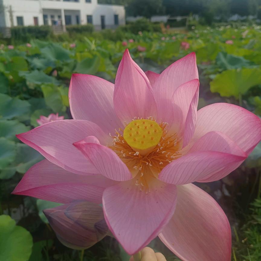 止语
