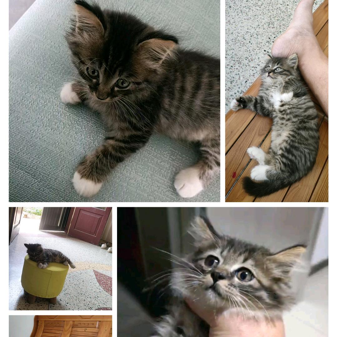 货运铲屎官🐈