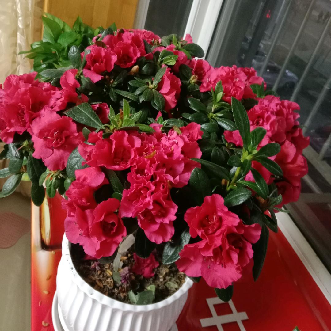 四川，中都人在新疆沙雅