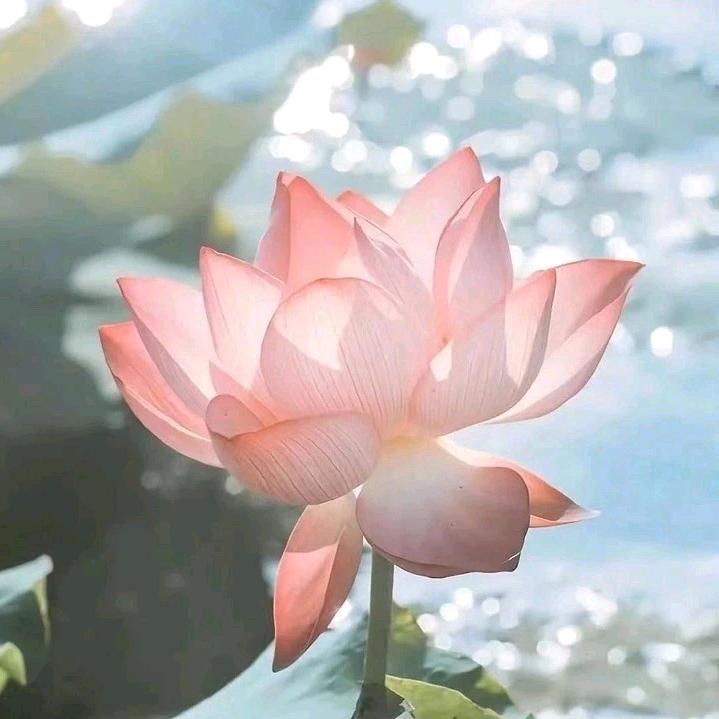抖音已卸载