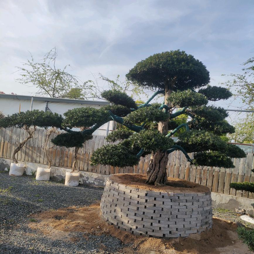 沭之林绿化苗木场