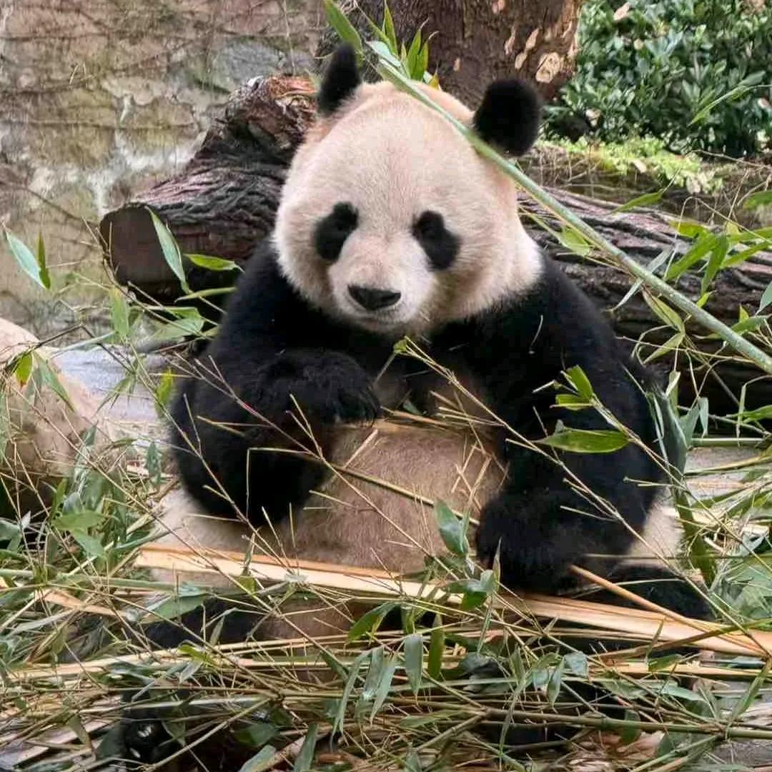 不要着及先生