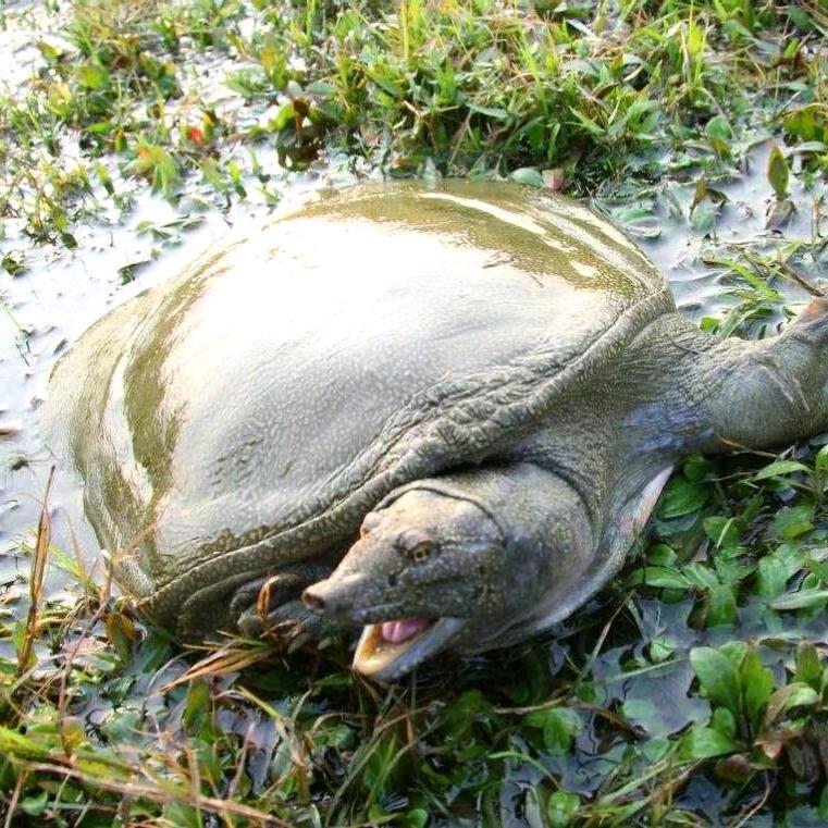 瑞发图文广告甲鱼养殖分享