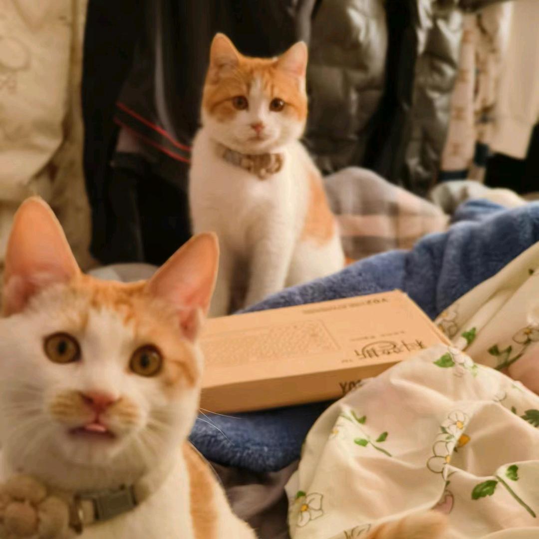 世界哥（洛克王国世界）