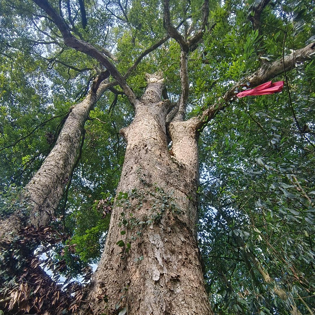 一帆风顺