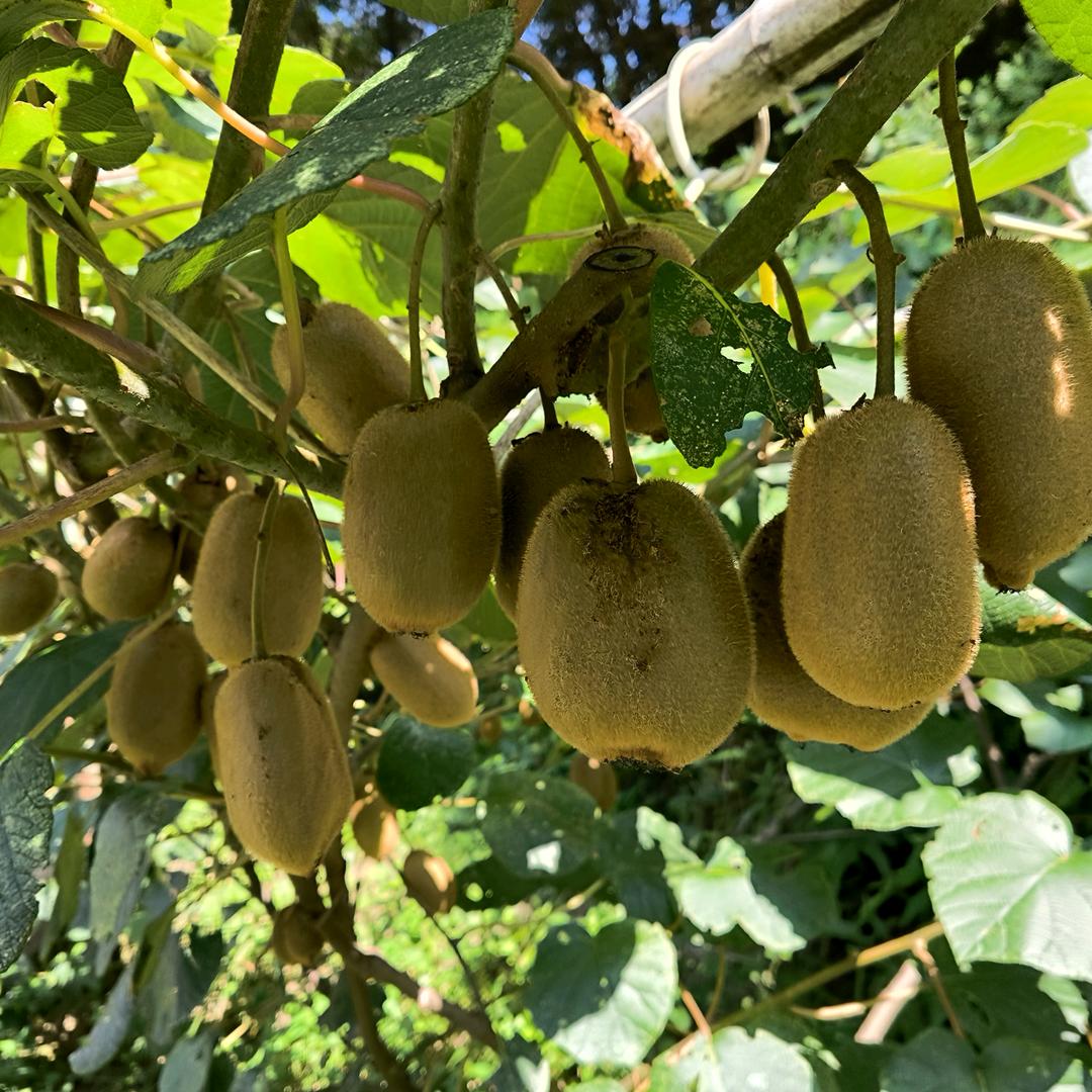 漂泊