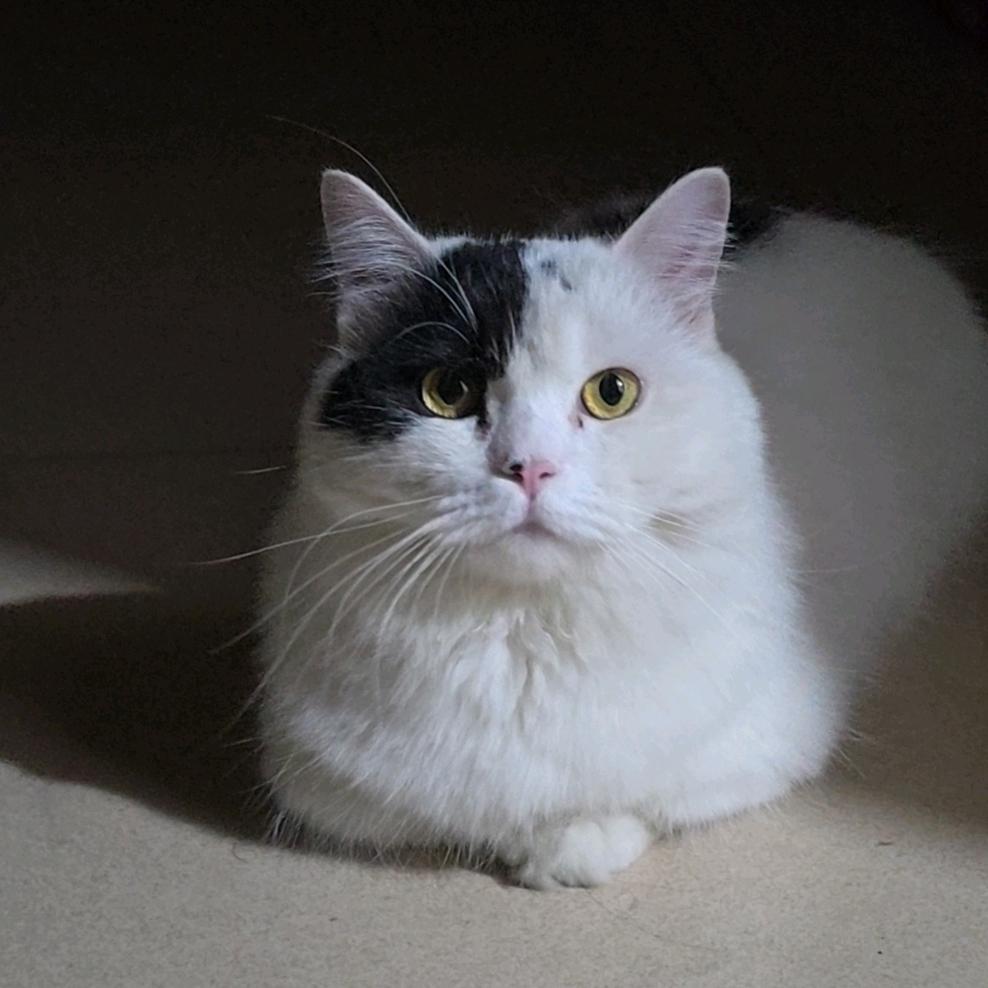 一坨很幸福的毛线