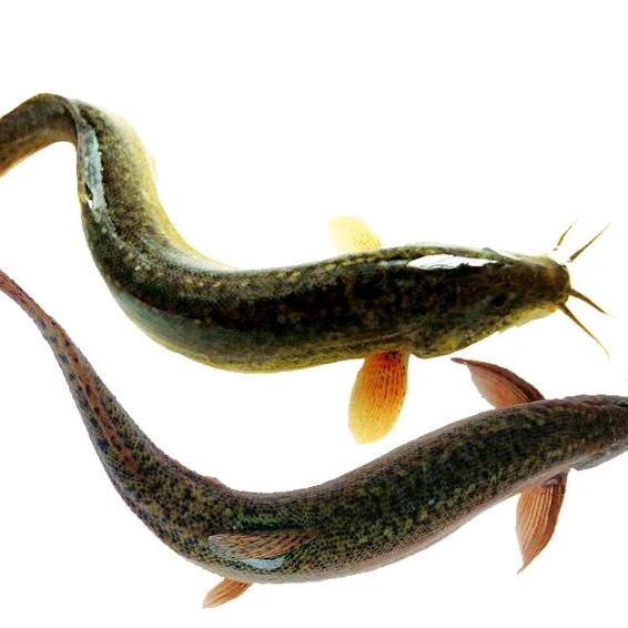 泥鳅养殖技术分享，交流。