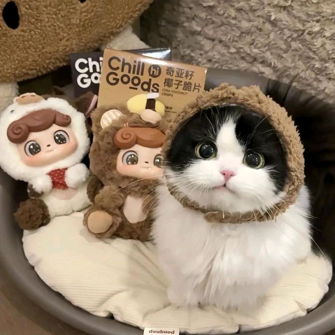 Y许了什么愿