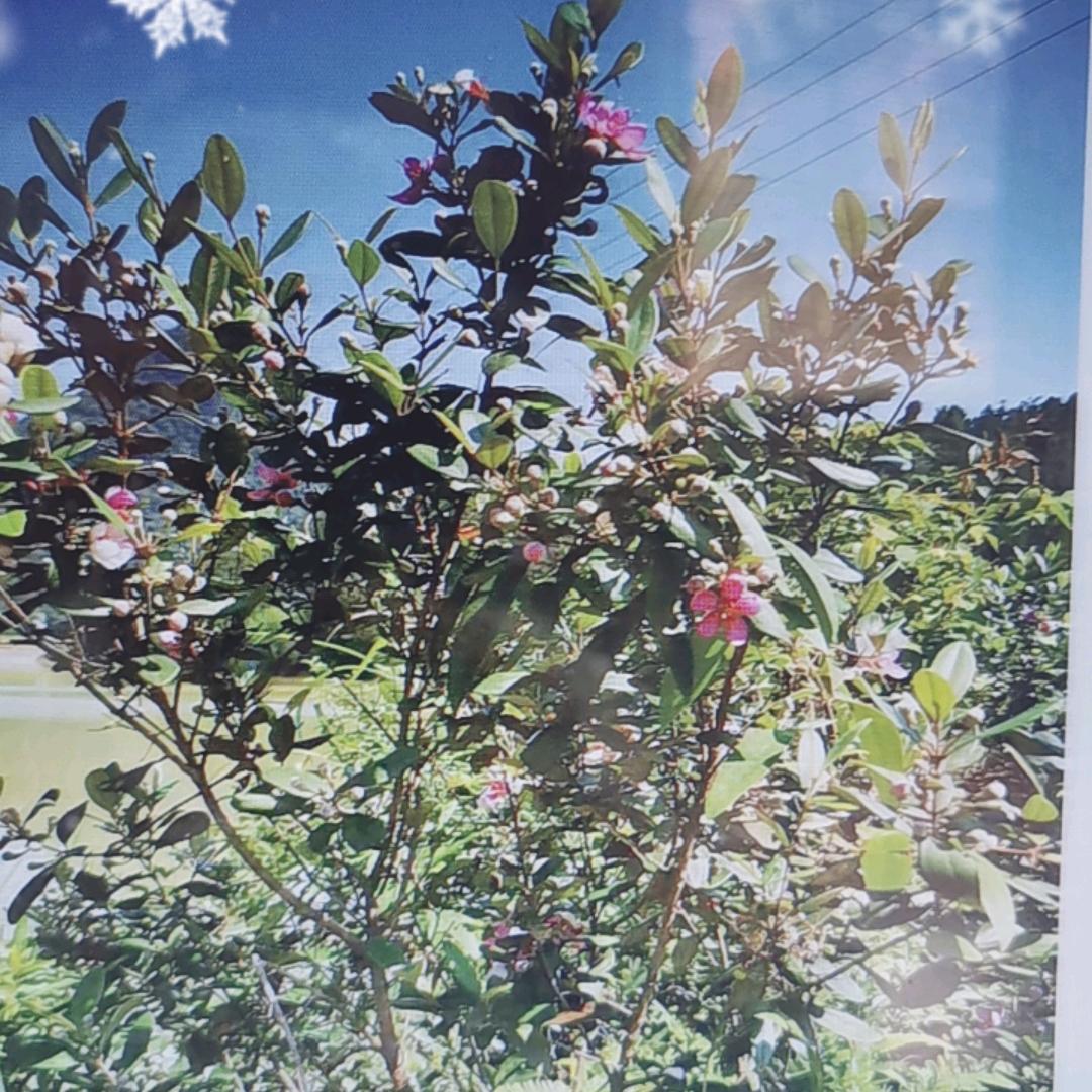 户外绿植盆景园