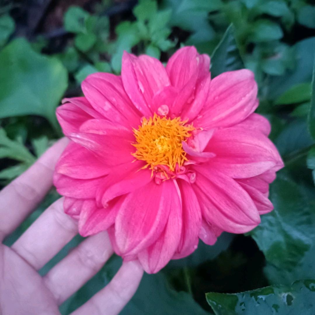 红玫桂🌹🌹