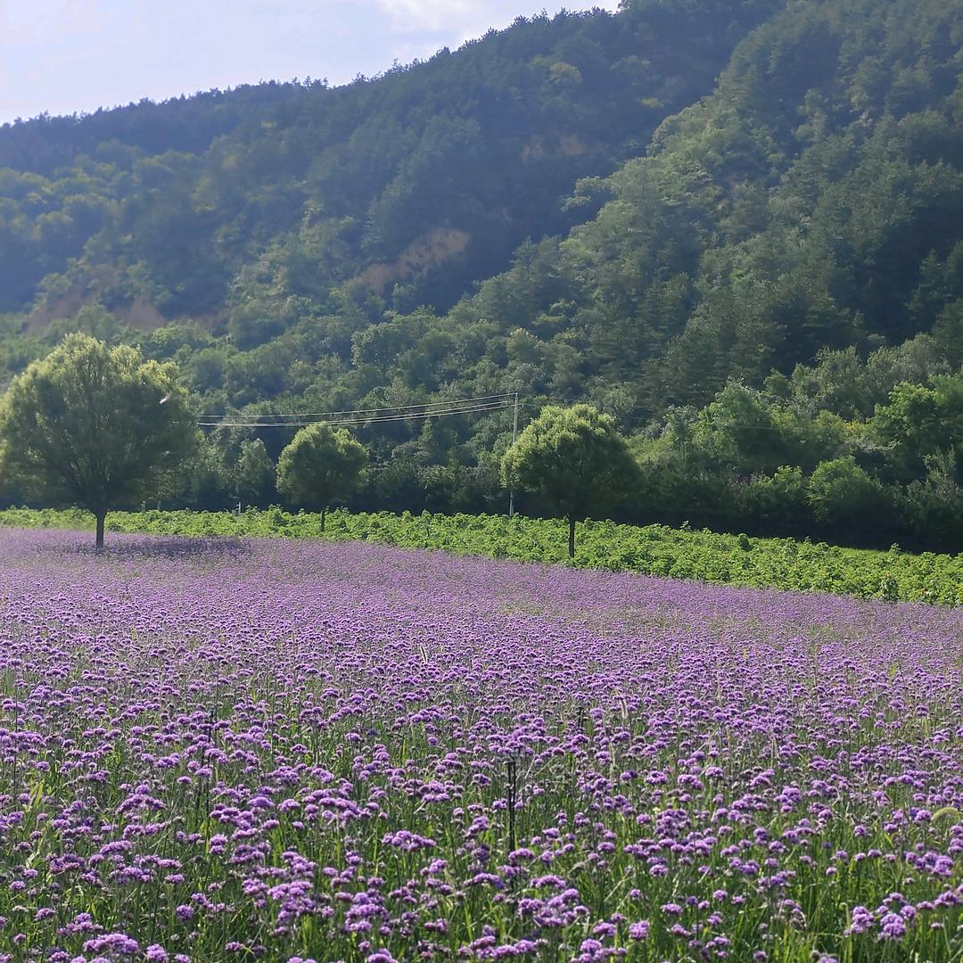 保障天使凤儿（拒绝连赞）