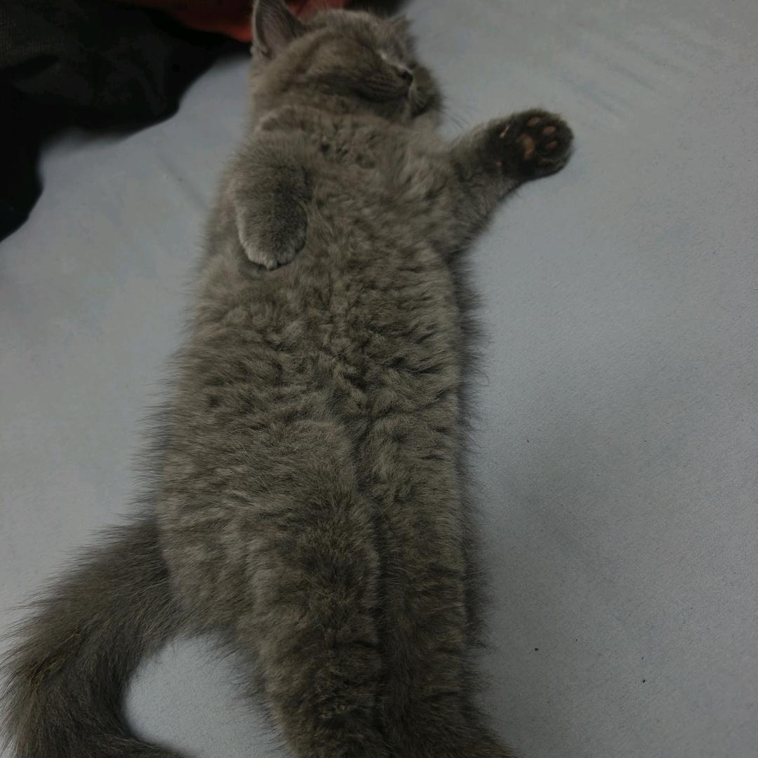 我是叮当他爹