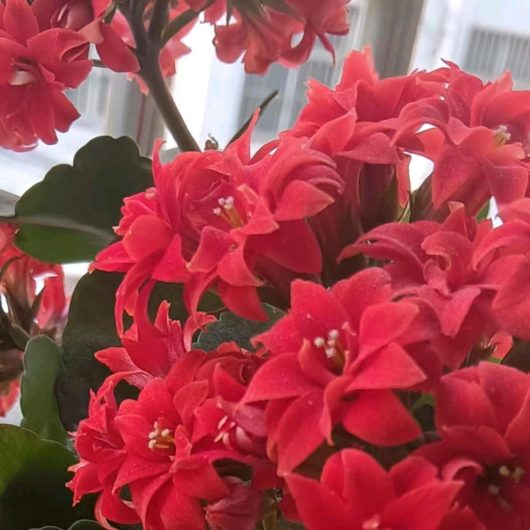 泽泽奶奶