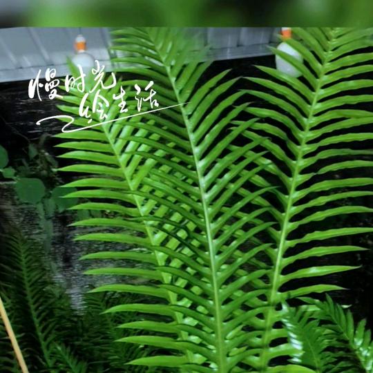 啊三山野绿植花卉盆栽