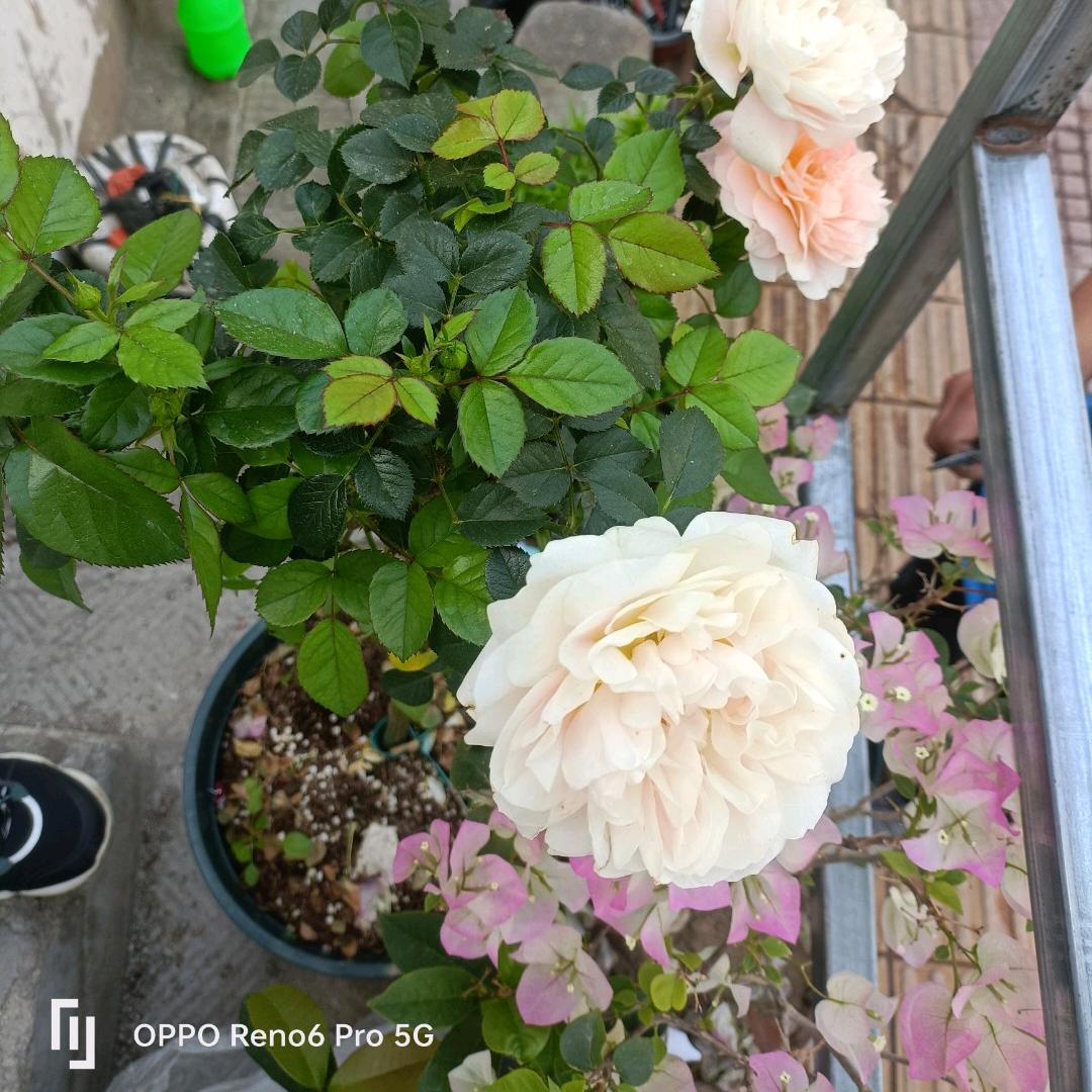 六一路台铃、绿驹、金彭三轮车🛵