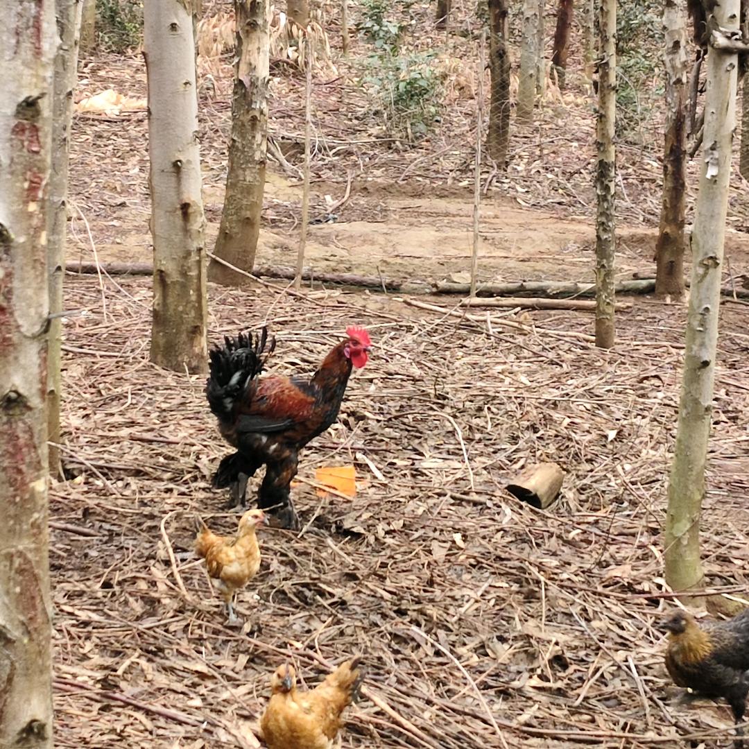 米尺莫脱温鸡苗