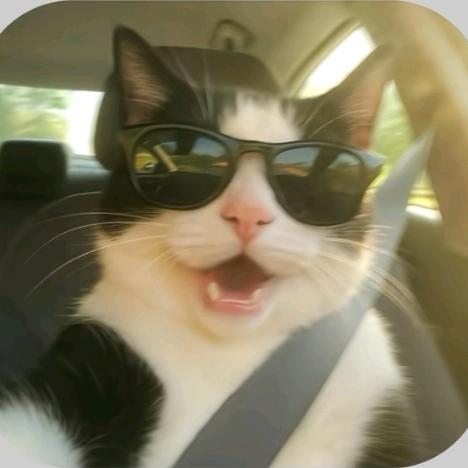 收到一只小猫