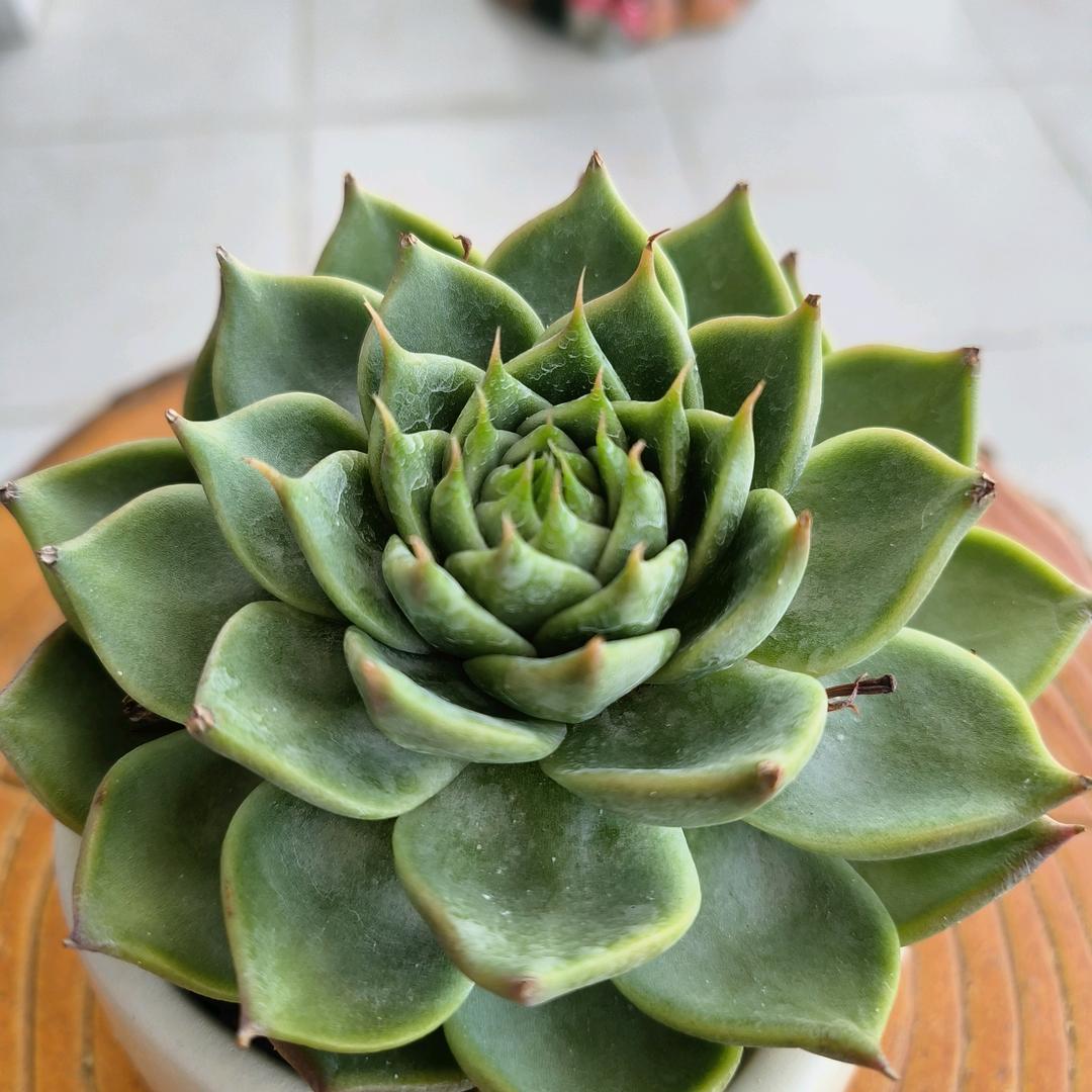 在记忆里生根发芽